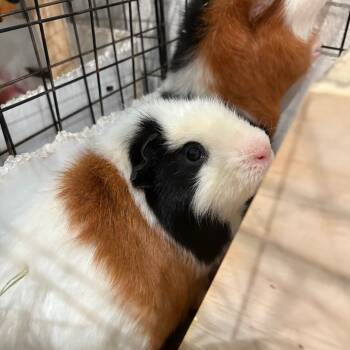 Rescue Guinea Pig Guinea Pigs for Adoption in South Burlington, Vermont - Honey Bun | PetCurious